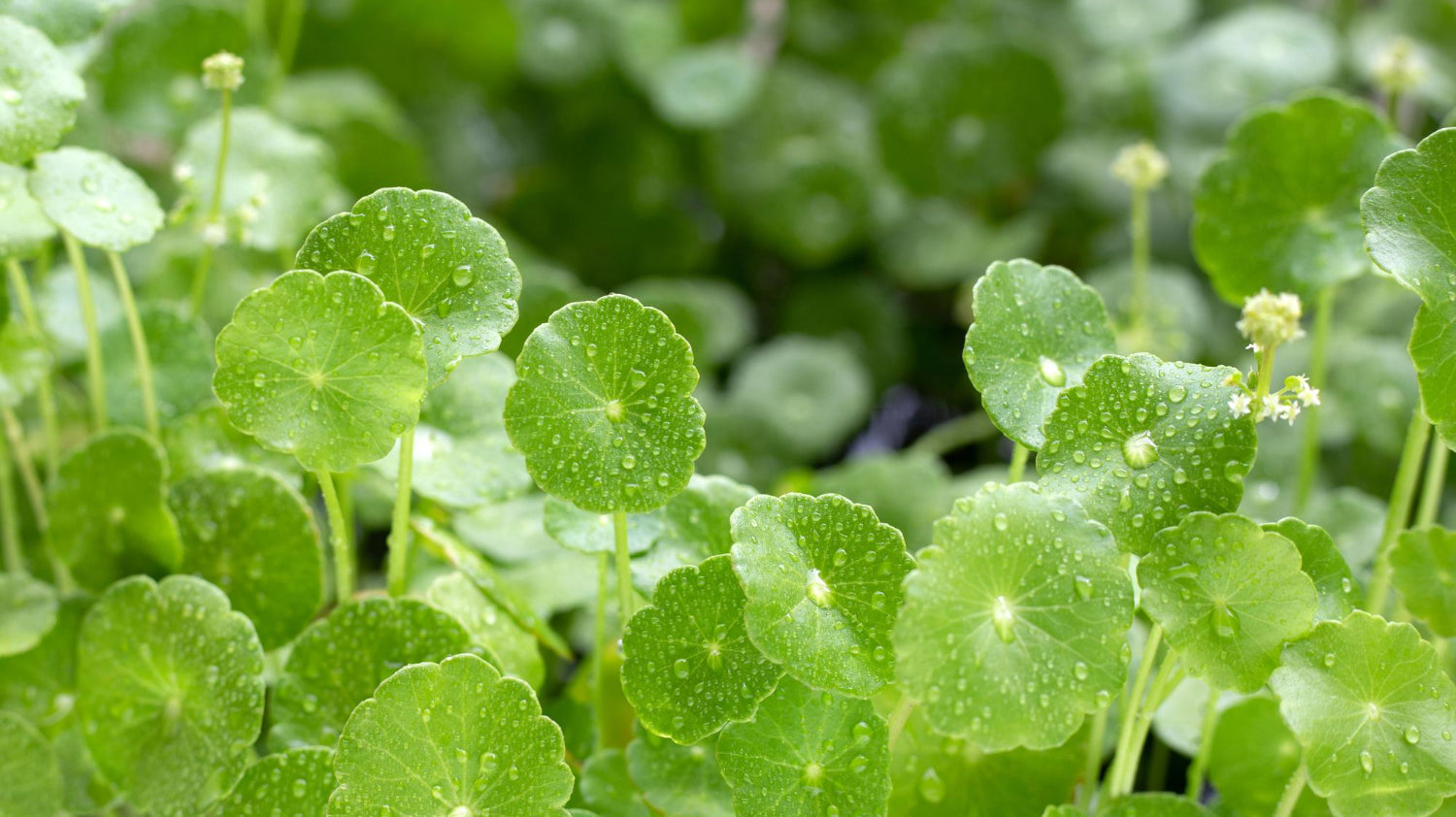 Unveiling the Power of Bacopa Monnieri in Warcry Gaming: A Cognitive Enhancer for Gamers